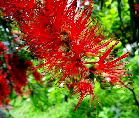 串錢柳風水|這種能開花的柳樹名為「串錢柳」，紅彤彤，盆栽放屋裡格外喜慶。